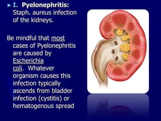 ► I. Pyelonephritis:
Staph. aureus infection
of the kidneys.
Be mindful that most
cases of Pyelonephritis
are caused by
Escherichia
coli. Whatever
organism causes this
infection typically
ascends from bladder
infection (cystitis) or
hematogenous spread
 