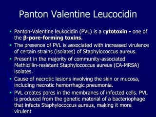 Panton Valentine Leucocidin
 Panton-Valentine leukocidin (PVL) is a cytotoxin - one of
the β-pore-forming toxins.
 The presence of PVL is associated with increased virulence
of certain strains (isolates) of Staphylococcus aureus.
 Present in the majority of community-associated
Methicillin-resistant Staphylococcus aureus (CA-MRSA)
isolates.
 Cause of necrotic lesions involving the skin or mucosa,
including necrotic hemorrhagic pneumonia.
 PVL creates pores in the membranes of infected cells. PVL
is produced from the genetic material of a bacteriophage
that infects Staphylococcus aureus, making it more
virulent
 
