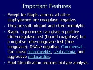 Important Features
• Except for Staph. aureus, all other
staphylococci are coagulase negative.
• They are salt tolerant and often hemolytic.
• Staph. lugdunensis can gives a positive
slide-coagulase test (bound coagulase) but
a negative tube-coagulase test (free
coagulase). DNAse negative. Commensal .
Can cause osteomyelitis, septicaemia, and
aggressive endocarditis.
• Final Identification requires biotype analysis.
 