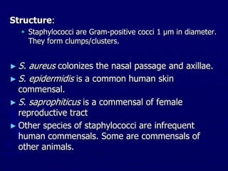 Structure:
 Staphylococci are Gram-positive cocci 1 µm in diameter.
They form clumps/clusters.
► S. aureus colonizes the nasal passage and axillae.
► S. epidermidis is a common human skin
commensal.
► S. saprophiticus is a commensal of female
reproductive tract
► Other species of staphylococci are infrequent
human commensals. Some are commensals of
other animals.
 