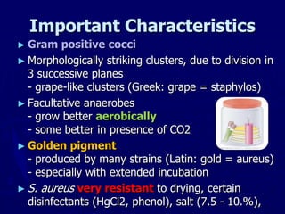 ► Gram positive cocci
► Morphologically striking clusters, due to division in
3 successive planes
- grape-like clusters (Greek: grape = staphylos)
► Facultative anaerobes
- grow better aerobically
- some better in presence of CO2
► Golden pigment
- produced by many strains (Latin: gold = aureus)
- especially with extended incubation
► S. aureus very resistant to drying, certain
disinfectants (HgCl2, phenol), salt (7.5 - 10.%),
Important Characteristics
 