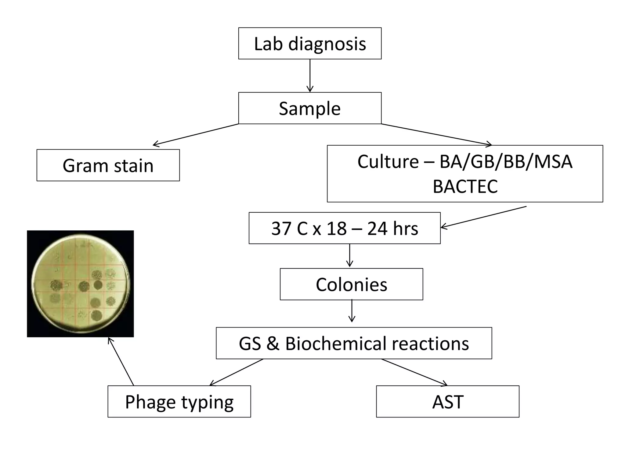 Lab diagnosis
Sample
Gram stain Culture – BA/GB/BB/MSA
BACTEC
37 C x 18 – 24 hrs
Colonies
GS & Biochemical reactions
Phage typing AST
 