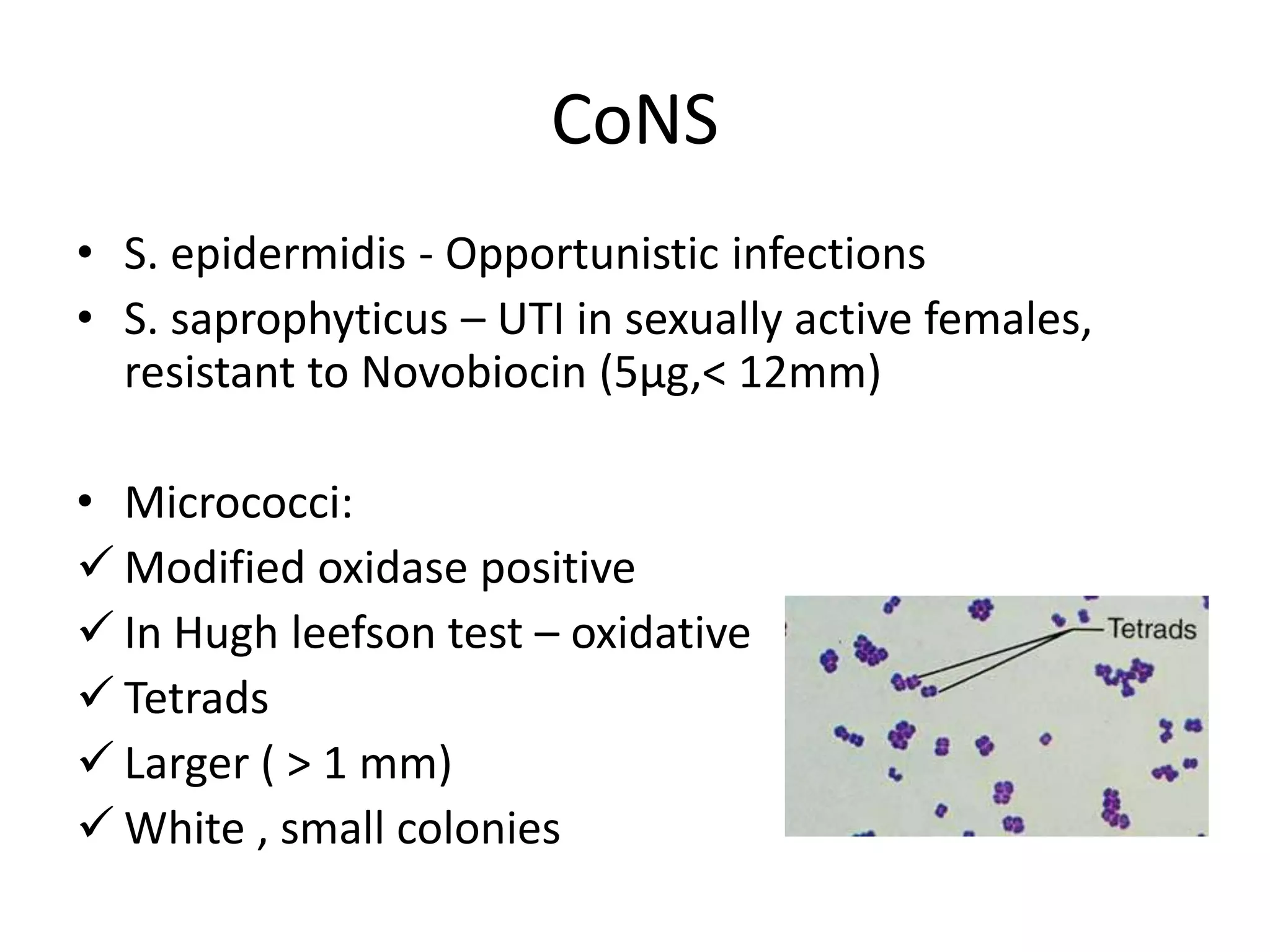 CoNS
• S. epidermidis - Opportunistic infections
• S. saprophyticus – UTI in sexually active females,
resistant to Novobiocin (5µg,< 12mm)
• Micrococci:
 Modified oxidase positive
 In Hugh leefson test – oxidative
 Tetrads
 Larger ( > 1 mm)
 White , small colonies
 