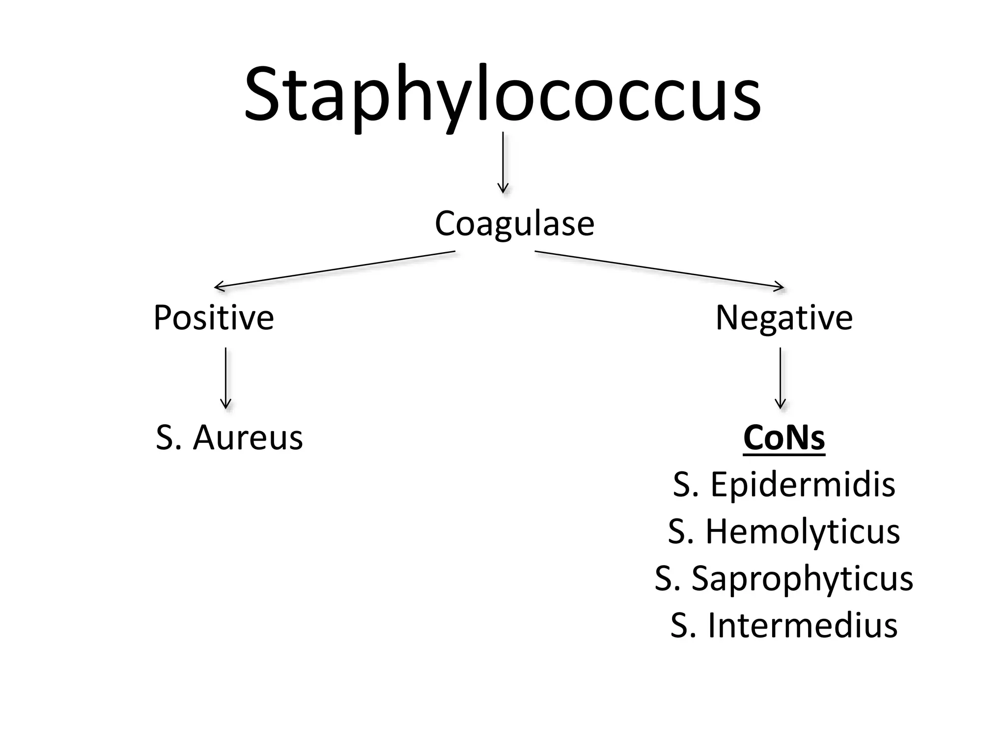 Staphylococcus
Coagulase
Positive Negative
S. Aureus CoNs
S. Epidermidis
S. Hemolyticus
S. Saprophyticus
S. Intermedius
 