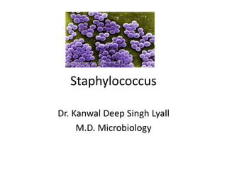 Staphylococcus
Dr. Kanwal Deep Singh Lyall
M.D. Microbiology
 