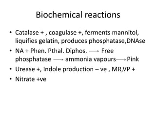 Biochemical reactions
• Catalase + , coagulase +, ferments mannitol,
liquifies gelatin, produces phosphatase,DNAse
• NA + Phen. Pthal. Diphos. Free
phosphatase ammonia vapours Pink
• Urease +, Indole production – ve , MR,VP +
• Nitrate +ve
 