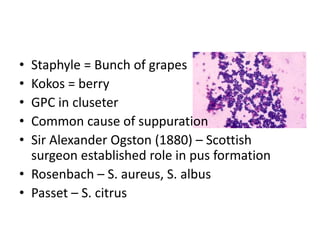 • Staphyle = Bunch of grapes
• Kokos = berry
• GPC in cluseter
• Common cause of suppuration
• Sir Alexander Ogston (1880) – Scottish
surgeon established role in pus formation
• Rosenbach – S. aureus, S. albus
• Passet – S. citrus
 