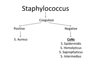 Staphylococcus
Coagulase
Positive Negative
S. Aureus CoNs
S. Epidermidis
S. Hemolyticus
S. Saprophyticus
S. Intermedius
 