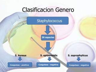Clasificacion Genero
Staphylococcus
30 especies
S. Aureus S. epidermidis S. saprophyticus
Coagulasa - positiva Coagulasa - negativa Coagulasa - negativa
 