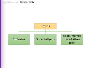 Toxins
Exotoxins Superantigens
Epidermolytic
(exfoliative)
toxin
Staphylococcus – Pathogenicity
 