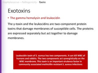 Exotoxins
• The gamma hemolysin and leukocidin
The γ-toxin and the leukocidins are two-component protein
toxins that damage membranes of susceptible cells. The proteins
are expressed separately but act together to damage
membranes.
Leukocidin toxin of S. aureus has two components. It can kill WBC of
humans and rabbits. The two components act synergistically on the
WBC membrane. This toxin is an important virulence factor in
community associated methicillin resistant S. aureus infections
Staphylococcus – Pathogenicity - Toxins
 