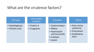What are the virulence factors?
Cell wall
• Peptidoglycan
• Teichoic acid
Cell surface
proteins
• Protein A
• Coagulase
Enzymes
• Hyaluronidase
• DNAse
• Haemoxylin
and leucocidin
• Catalase
• Lipase
Toxins
• Toxin shock
syndrome
• Enterotoxin
• Exofoliative
toxin
 