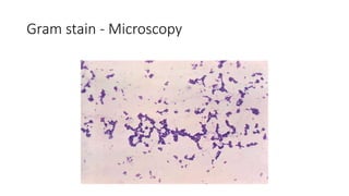 Gram stain - Microscopy
 