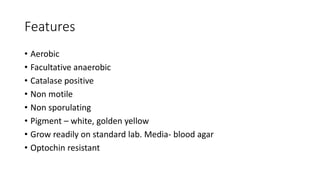 Features
• Aerobic
• Facultative anaerobic
• Catalase positive
• Non motile
• Non sporulating
• Pigment – white, golden yellow
• Grow readily on standard lab. Media- blood agar
• Optochin resistant
 