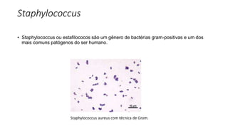Staphylococcus
• Staphylococcus ou estafilococos são um gênero de bactérias gram-positivas e um dos
mais comuns patógenos do ser humano.
Staphylococcus aureus com técnica de Gram.
 