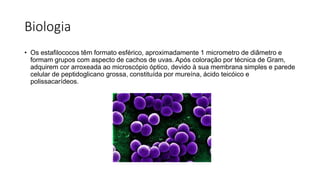 Biologia
• Os estafilococos têm formato esférico, aproximadamente 1 micrometro de diâmetro e
formam grupos com aspecto de cachos de uvas. Após coloração por técnica de Gram,
adquirem cor arroxeada ao microscópio óptico, devido à sua membrana simples e parede
celular de peptidoglicano grossa, constituída por mureína, ácido teicóico e
polissacarídeos.
 