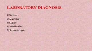LABORATORY DIAGNOSIS.
1) Specimen
2) Microscopy
3) Culture
4) Identification
5) Serological tests
 