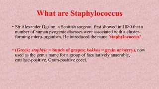 What are Staphylococcus
• Sir Alexander Ogston, a Scottish surgeon, first showed in 1880 that a
number of human pyogenic diseases were associated with a cluster-
forming micro-organism. He introduced the name 'staphylococcus’
• (Greek: staphyle = bunch of grapes; kokkos = grain or berry), now
used as the genus name for a group of facultatively anaerobic,
catalase-positive, Gram-positive cocci.
 