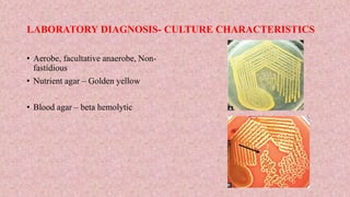 LABORATORY DIAGNOSIS- CULTURE CHARACTERISTICS
• Aerobe, facultative anaerobe, Non-
fastidious
• Nutrient agar – Golden yellow
• Blood agar – beta hemolytic
 