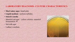 LABORATORY DIAGNOSIS- CULTURE CHARACTERISTICS
• MacConkey agar- Small pink
• Liquid medium - uniform turbidity
• Selective media
- Mannitol salt agar – yellow colonies -mannitol
fermentation 
- Salt milk agar
- Ludlam’s medium
 