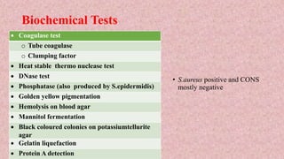 Biochemical Tests
 Coagulase test
o Tube coagulase
o Clumping factor
 Heat stable thermo nuclease test
 DNase test
 Phosphatase (also produced by S.epidermidis)
 Golden yellow pigmentation
 Hemolysis on blood agar
 Mannitol fermentation
 Black coloured colonies on potassiumtellurite
agar
 Gelatin liquefaction
 Protein A detection
• S.aureus positive and CONS
mostly negative
 