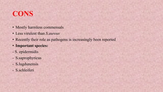 CONS
• Mostly harmless commensals
• Less virulent than S.aureus
• Recently their role as pathogens is increasingly been reported
• Important species:
- S. epidermidis
- S.saprophyticus
- S.lugdunensis
- S.schleiferi
 