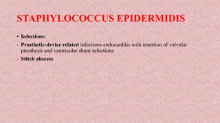 STAPHYLOCOCCUS EPIDERMIDIS
• Infections:
- Prosthetic-device related infections endocarditis with insertion of valvular
prosthesis and ventricular shunt infections
- Stitch abscess
 