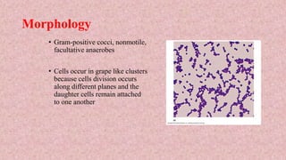 Morphology
• Gram-positive cocci, nonmotile,
facultative anaerobes
• Cells occur in grape like clusters
because cells division occurs
along different planes and the
daughter cells remain attached
to one another
 