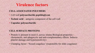 Virulence factors
CELL-ASSOCIATED POLYMERS
• Cell wall polysaccharide peptidoglycan
• Techoic acid – antigenic component of the cell wall
• Capsular polysaccharide
CELL SURFACE PROTEINS
• Protein A (present in most S. aureus strains Biological properties –
chemotactic, anti-phagocytic and anti-complementary effects Induces
platelet damage and hypersensitivity)
• Clumping factor –‘bound coagulase’ (responsible for slide coagulase)
 