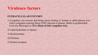 EXTRACELLULAR ENZYMES
1) Coagulase (An enzyme that brings about clotting of human or rabbit plasma Acts
with a coagulase reacting factor (CRF) present in plasma Binds to prothrombin
Converts fibrinogen to fibrin Basis of tube coagulase test)
2) Lipid hydrolases or lipases
3) Hyaluronidase
4) Nuclease
5) Protein receptors
Virulence factors
 