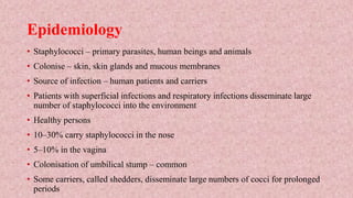 Epidemiology
• Staphylococci – primary parasites, human beings and animals
• Colonise – skin, skin glands and mucous membranes
• Source of infection – human patients and carriers
• Patients with superficial infections and respiratory infections disseminate large
number of staphylococci into the environment
• Healthy persons
• 10–30% carry staphylococci in the nose
• 5–10% in the vagina
• Colonisation of umbilical stump – common
• Some carriers, called shedders, disseminate large numbers of cocci for prolonged
periods
 