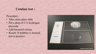 Catalase test :
Procedure :
• Take clean glass slide
• Put a drop of 3 % hydrogen
peroxide
• Add bacterial colony
• Result: If bubbles is formed,
test is positive
 
