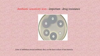 Antibiotic sensitivity tests –important –drug resistance
Zone of inhibition around antibiotic discs on the lawn culture of test bacteria
 