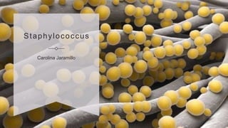 Staphylococcus
Carolina Jaramillo
 