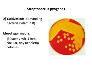 Streptococcus pyogenes
2) Cultivation: demanding
bacteria (vitamin B)
blood agar media:
-haemolysis 1 mm,
circular, tiny needletip
colonies
S. pyogenes on blood agar
 