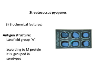 S. Pyogenes Structure Staphylococcus.pdf