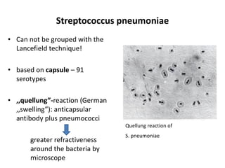 Streptococcus pneumoniae
• Can not be grouped with the
Lancefield technique!
• based on capsule – 91
serotypes
• ,,quellung”-reaction (German
,,swelling”): anticapsular
antibody plus pneumococci
greater refractiveness
around the bacteria by
microscope
Quellung reaction of
S. pneumoniae
 