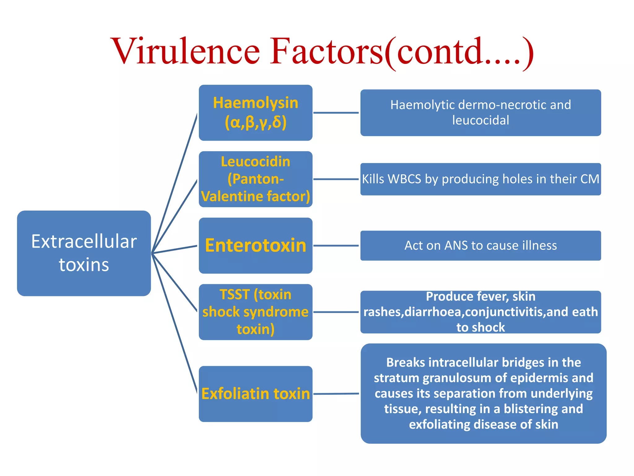 Virulence Factors(contd....)
Extracellular
toxins
Haemolysin
(α,β,γ,δ)
Haemolytic dermo-necrotic and
leucocidal
Leucocidin
(Panton-
Valentine factor)
Kills WBCS by producing holes in their CM
Enterotoxin Act on ANS to cause illness
TSST (toxin
shock syndrome
toxin)
Produce fever, skin
rashes,diarrhoea,conjunctivitis,and eath
to shock
Exfoliatin toxin
Breaks intracellular bridges in the
stratum granulosum of epidermis and
causes its separation from underlying
tissue, resulting in a blistering and
exfoliating disease of skin
 