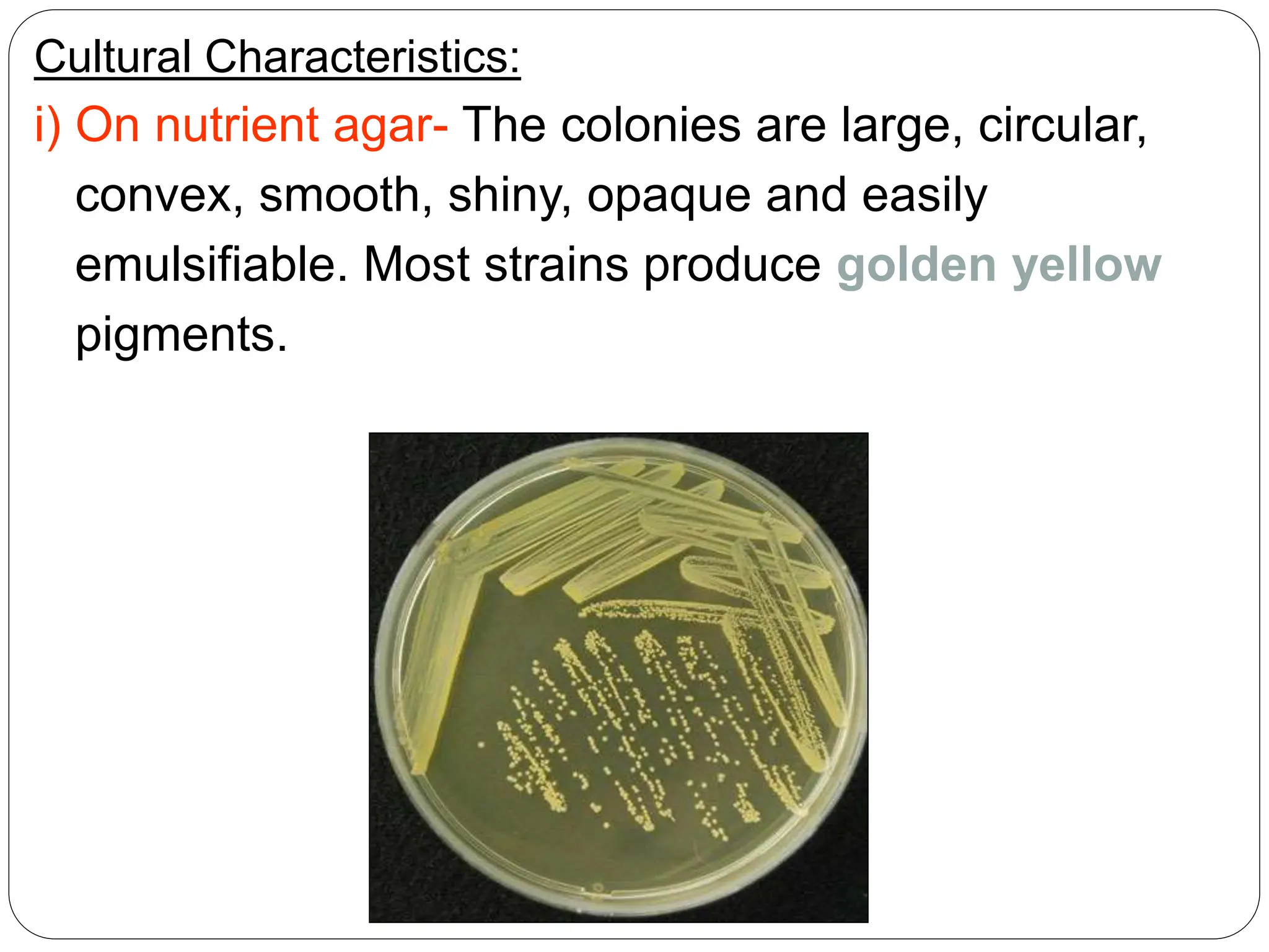 Cultural Characteristics:
i) On nutrient agar- The colonies are large, circular,
convex, smooth, shiny, opaque and easily
emulsifiable. Most strains produce golden yellow
pigments.
 