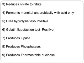 3) Reduces nitrate to nitrite.
4) Ferments mannitol anaerobically with acid only.
5) Urea hydrolysis test- Positive.
6) Gelatin liquefaction test- Positive.
7) Produces Lipase.
8) Produces Phosphatase.
9) Produces Thermostable nuclease.
 