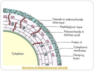 Structure of Staphylococcal cell wall
 