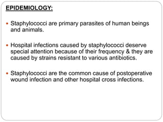 EPIDEMIOLOGY:
 Staphylococci are primary parasites of human beings
and animals.
 Hospital infections caused by staphylococci deserve
special attention because of their frequency & they are
caused by strains resistant to various antibiotics.
 Staphylococci are the common cause of postoperative
wound infection and other hospital cross infections.
 