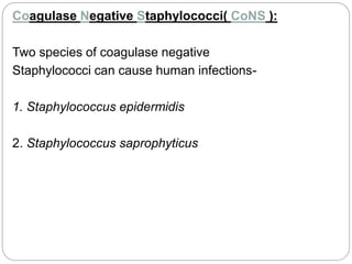 Coagulase Negative Staphylococci( CoNS ):
Two species of coagulase negative
Staphylococci can cause human infections-
1. Staphylococcus epidermidis
2. Staphylococcus saprophyticus
 
