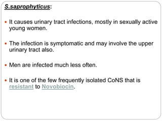 S.saprophyticus:
 It causes urinary tract infections, mostly in sexually active
young women.
 The infection is symptomatic and may involve the upper
urinary tract also.
 Men are infected much less often.
 It is one of the few frequently isolated CoNS that is
resistant to Novobiocin.
 