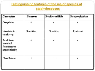 Characters S.aureus S.epidermididis S.saprophyticus
Coagulase + - -
Novobiocin
sensitivity
Sensitive Sensitive Resistant
Acid from
mannitol
fermentation
anaerobically
+ - -
Phosphatase + + -
Distinguishing features of the major species of
staphylococcus
 