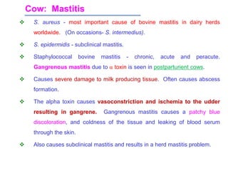 Cow: Mastitis
 S. aureus - most important cause of bovine mastitis in dairy herds
worldwide. (On occasions- S. intermedius).
 S. epidermidis - subclinical mastitis.
 Staphylococcal bovine mastitis - chronic, acute and peracute.
Gangrenous mastitis due to  toxin is seen in postparturient cows.
 Causes severe damage to milk producing tissue. Often causes abscess
formation.
 The alpha toxin causes vasoconstriction and ischemia to the udder
resulting in gangrene. Gangrenous mastitis causes a patchy blue
discoloration, and coldness of the tissue and leaking of blood serum
through the skin.
 Also causes subclinical mastitis and results in a herd mastitis problem.
 