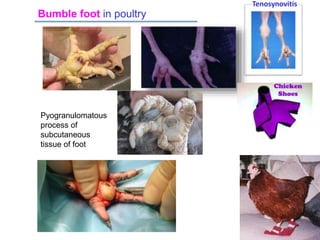 Tenosynovitis
MALMARUGAN, 2015
Bumble foot in poultry
Pyogranulomatous
process of
subcutaneous
tissue of foot
 