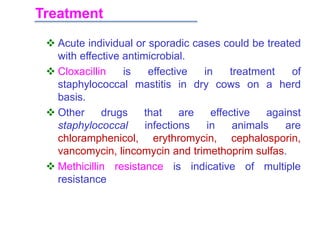 Treatment
 Acute individual or sporadic cases could be treated
with effective antimicrobial.
 Cloxacillin is effective in treatment of
staphylococcal mastitis in dry cows on a herd
basis.
 Other drugs that are effective against
staphylococcal infections in animals are
chloramphenicol, erythromycin, cephalosporin,
vancomycin, lincomycin and trimethoprim sulfas.
 Methicillin resistance is indicative of multiple
resistance
 