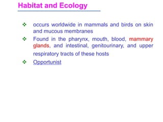 Habitat and Ecology
 occurs worldwide in mammals and birds on skin
and mucous membranes
 Found in the pharynx, mouth, blood, mammary
glands, and intestinal, genitourinary, and upper
respiratory tracts of these hosts
 Opportunist
 