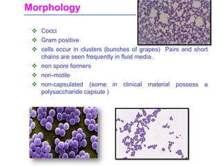 Morphology
 Cocci
 Gram positive
 cells occur in clusters (bunches of grapes) Pairs and short
chains are seen frequently in fluid media.
 non spore formers
 non-motile
 non-capsulated (some in clinical material possess a
polysaccharide capsule )
 